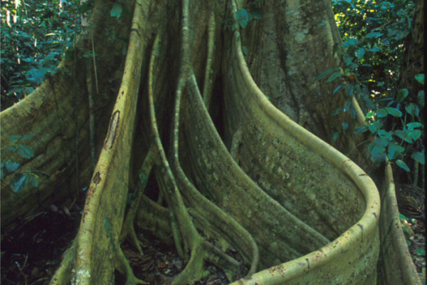 106. 9 7 days Enormous tree buttresses