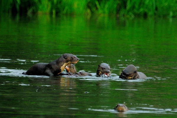 111. 9 7 days Giant otters feeding