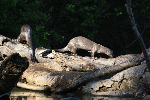 113. 9 7 days Giant otters