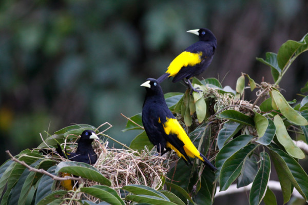 114. 9 7 days Yellow rumped caciques building nests
