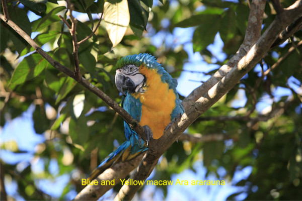 119. 9 7 days Blue and Yellow macaw