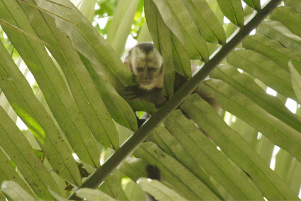 120. 9 7 days Brown capuchin monkey