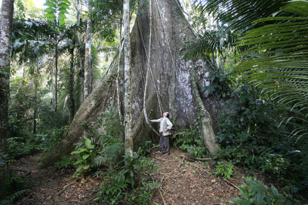 131. 9 7 days Enormous Kapok tree near Cocha Otorongo