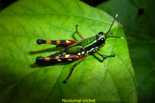 134. 9 7 days Nocturnal cricket