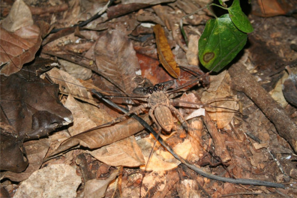 135. 9 7 days Nocturnal scorpian spider