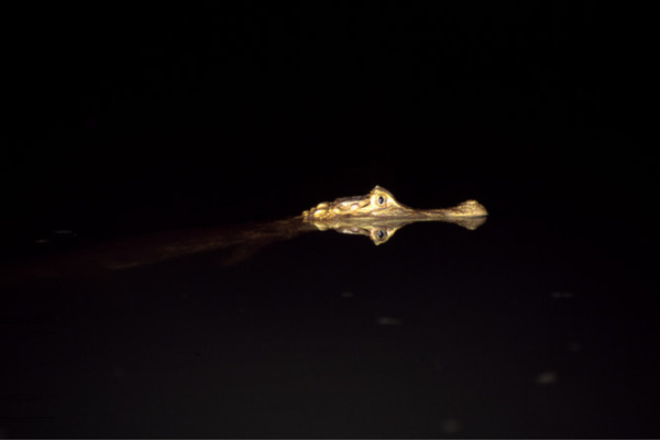 138. 9 7 days Caiman spotting at night on Lake Salvador