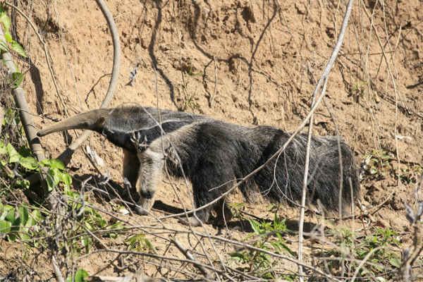 142. 9 7 days Giant anteater on river bank