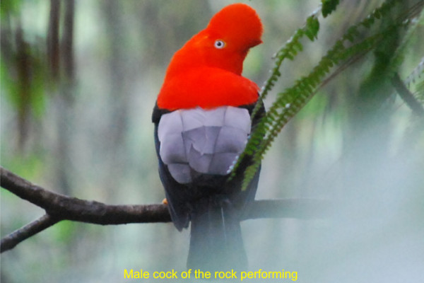 17 Male cock of the rock performing