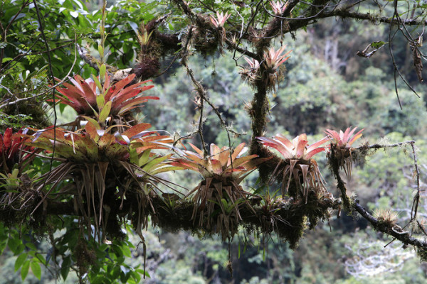 20. 9 7 days Cloud forest bromeliads