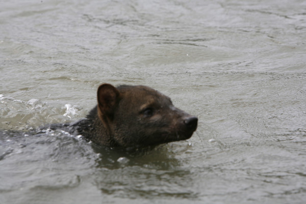 50. 9 7 days Rare bush dog crossing the Alto Madre de Dios River
