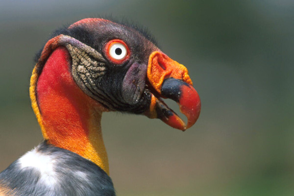52. 9 7 days King vulture