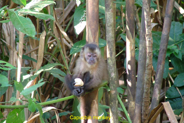 59 Brown capuchin monkey