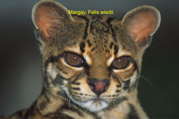 61 Margay cat