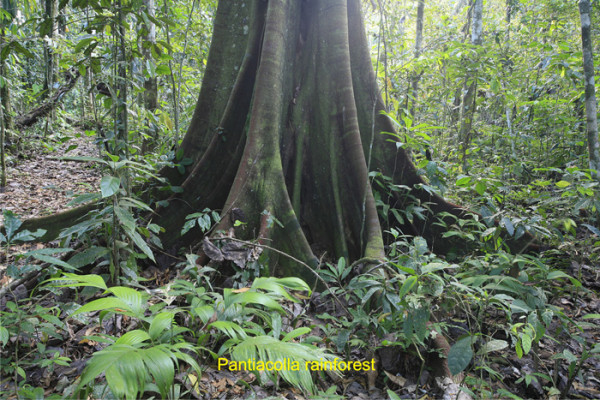 63. only 9 days Pantiacolla rainforest trees