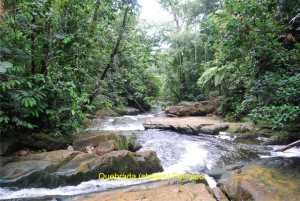64 Quebrada stream Petroleo