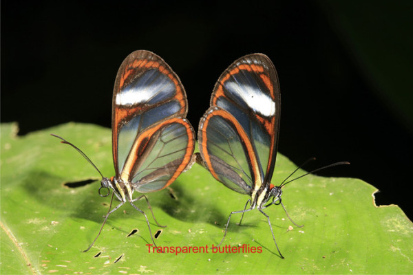 74 Transparent butterflies