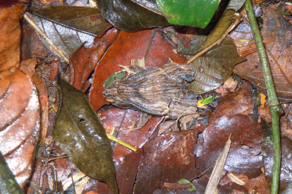 81 Camouflaged frog