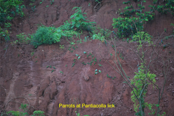 83 Parrots at Pantiacolla lick