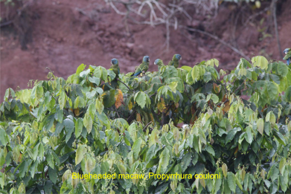 85 Blueheaded macaws at Pantiacolla clay lick