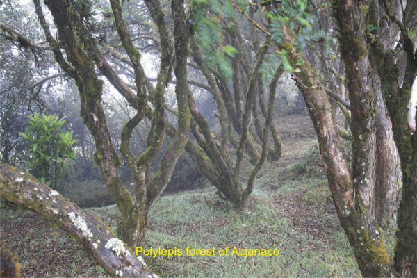 8 Polylepis forest of Acjanaco
