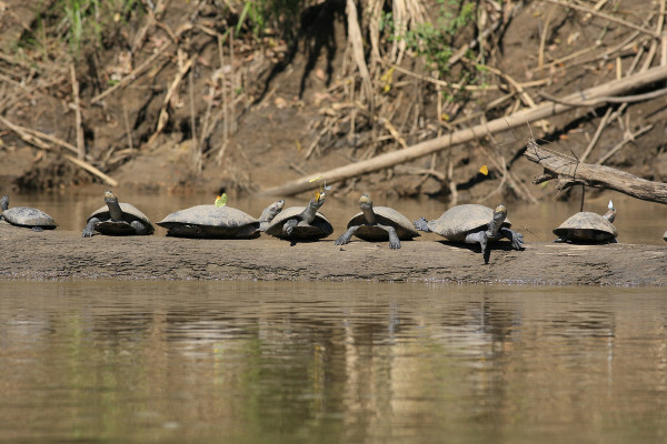 91. 9 7 days Yellow spotted side necked turtles