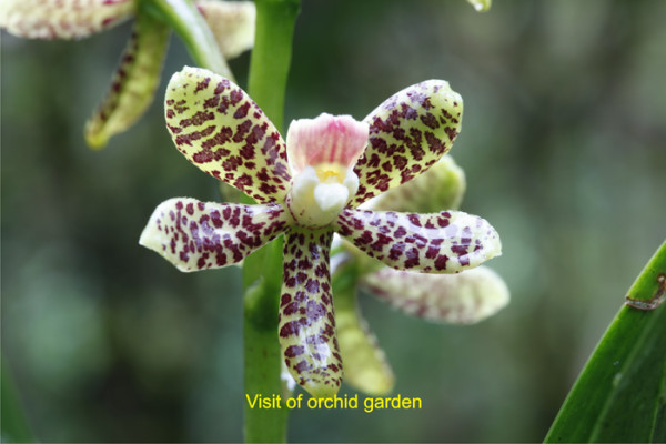 91 Visit of orchid garden