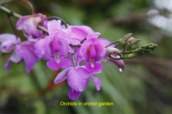 92 Orchids in orchid garden