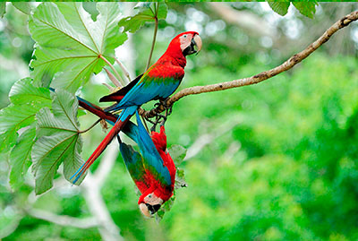 macaws pantiacolla